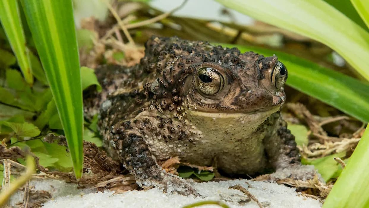 Brookfield Zoo Sends Record 12,000+ Tadpoles to Puerto Rico to Help Endangered Sapo Concho