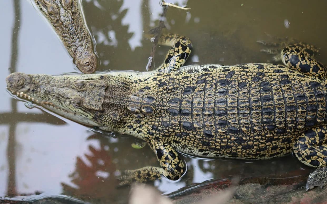 Around 40 Hospital Staff Viewed Child’s Records After Alleged Crocodile Attack — CUH Refers Breach to ICO