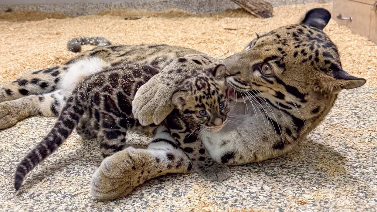 Tiny But Mighty: Nashville Zoo Welcomes Co-Reared Clouded Leopard Cub Mayuree