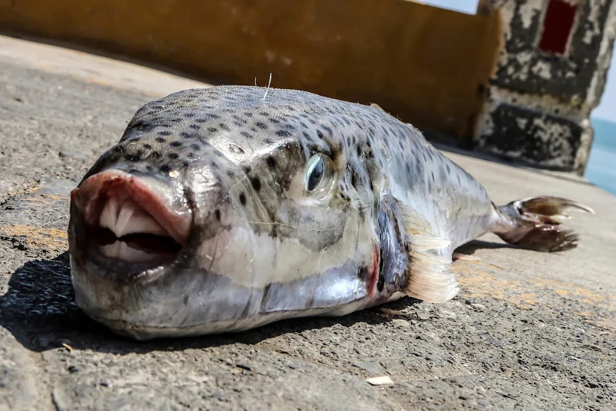 Greece Pays Fishermen to Remove Toxic Silver-Cheeked Toadfish Invading the Mediterranean