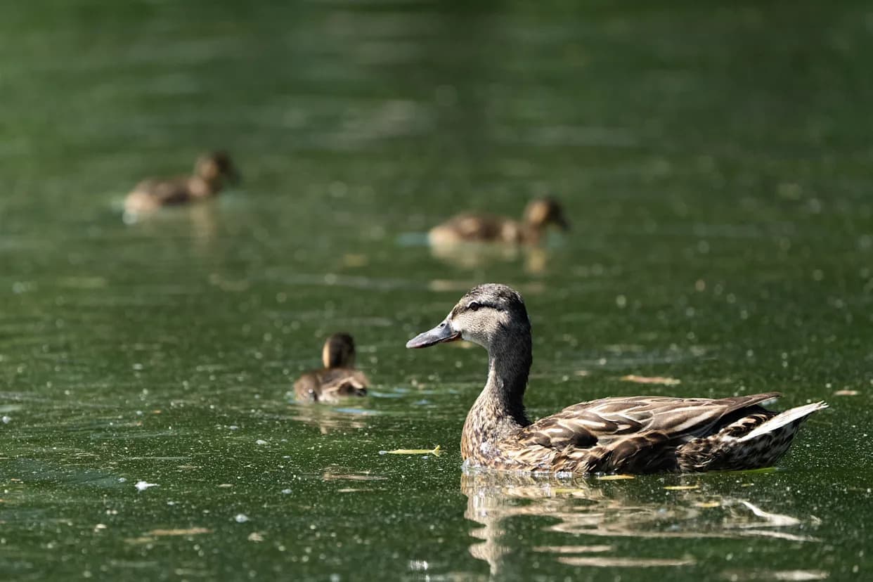 Irvine Man, 71, Charged With Felony After Duckling Killed in Community Pool Incident