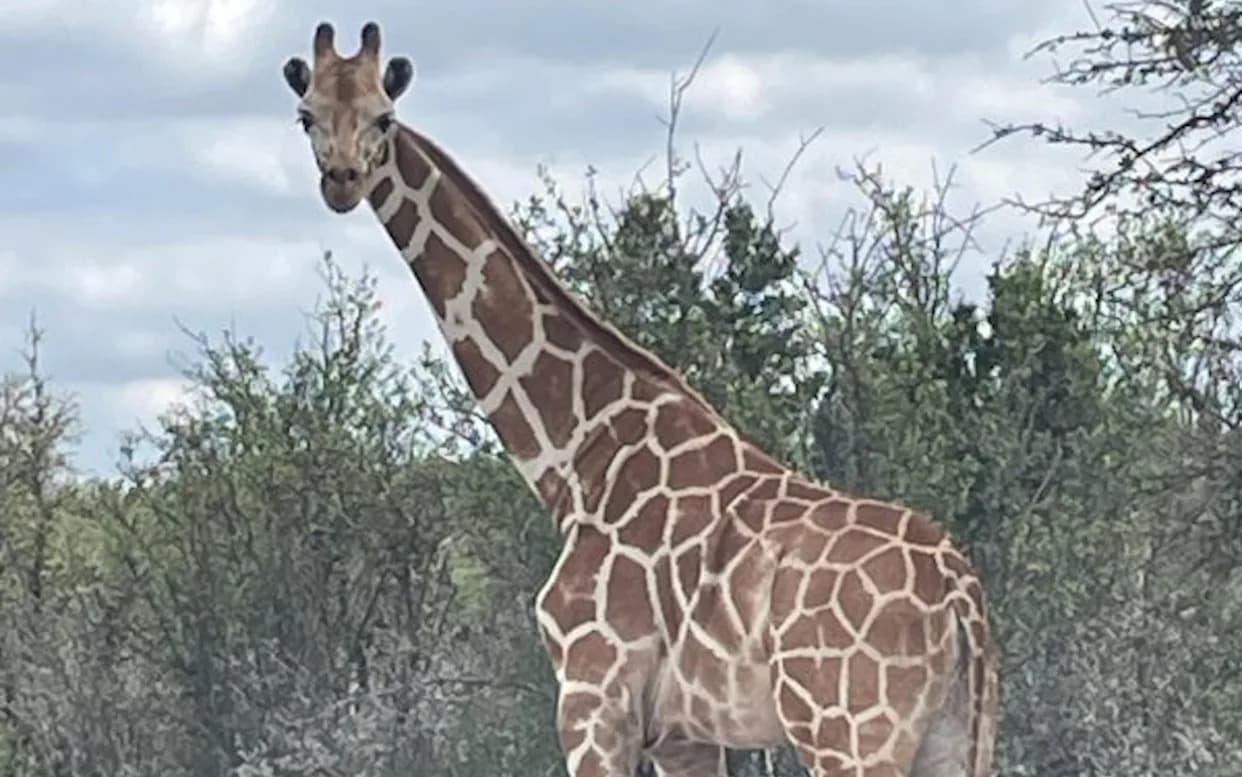 Escaped Giraffe 'Gracie' Found Safe After Two-Week Search in Rural Texas