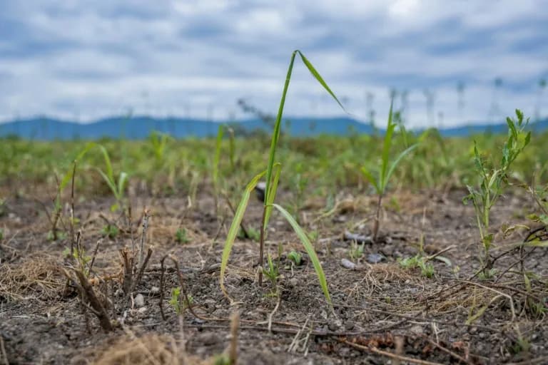 Could Giant Miscanthus Reclaim Ukraine’s War-Ravaged 'Breadbasket'? NATO-Funded Trials Show Promise