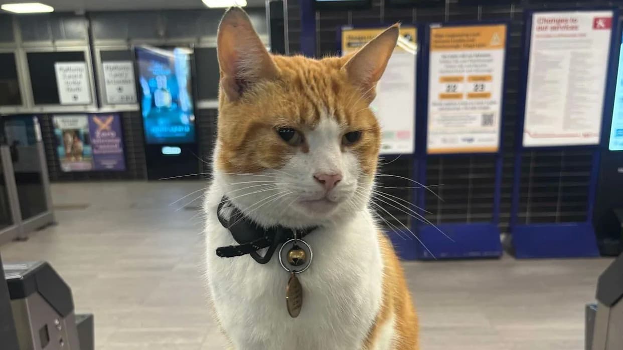 Stevenage to Erect 5.5ft Bronze Statue Honouring Beloved Station Cat Nala
