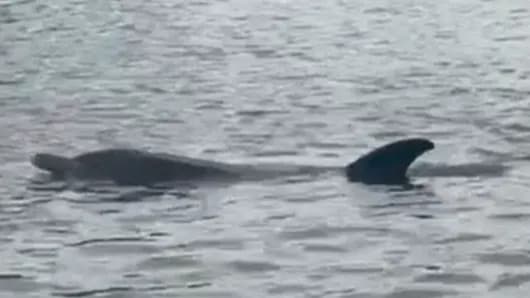 Common Dolphin Found Dead on Thames Foreshore at Mortlake After Sightings Upstream