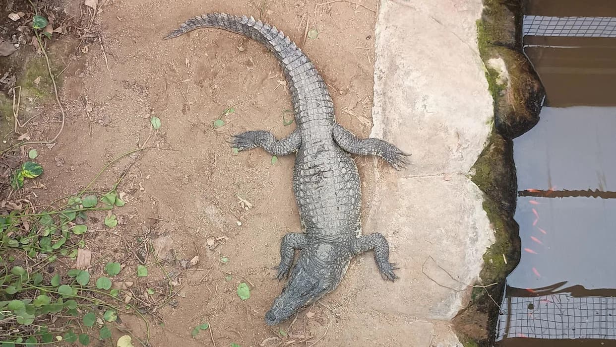 Three-Year-Old Seriously Injured in Crocodile Attack at Cambridgeshire Zoo — Quick-Acting Staff and Visitors Rescue Child