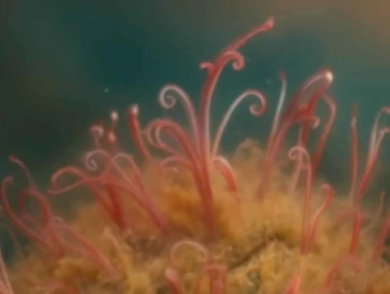 Mouthless “Zombie” Worms Recycle Whale Skeletons with Acid-Secreting Roots — And Climate Change Is Threatening Them