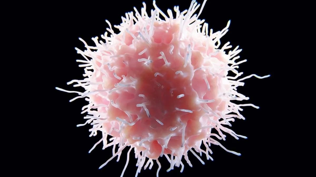 Gut Bacterium Restores Immune Balance and Reduces Lupus Markers in Mice