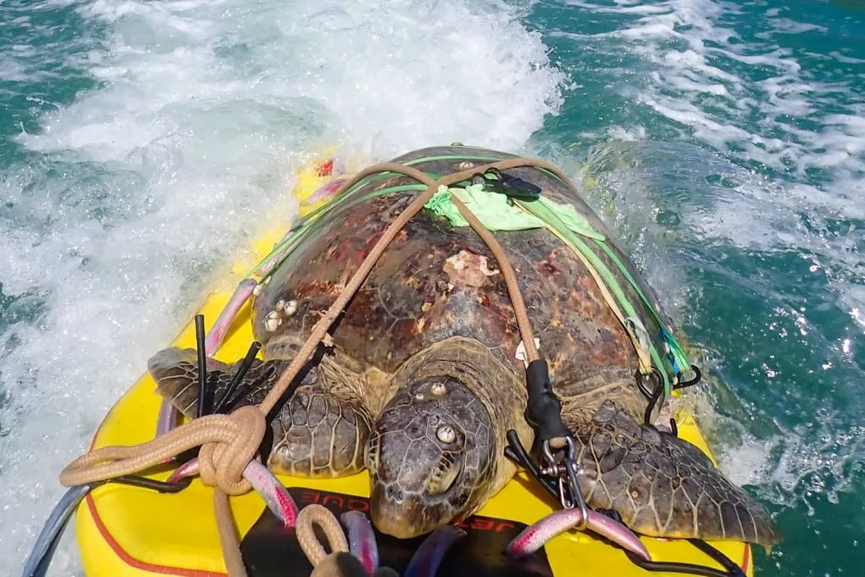 Jet Skiers Rescue 220‑Pound Green Sea Turtle Off Magnetic Island — It Opened Its Eyes