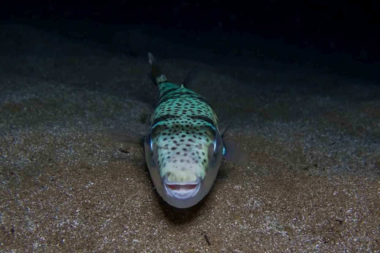 Greece Pays Fishermen to Remove Toxic, Human‑Toothed Fish Invading Mediterranean