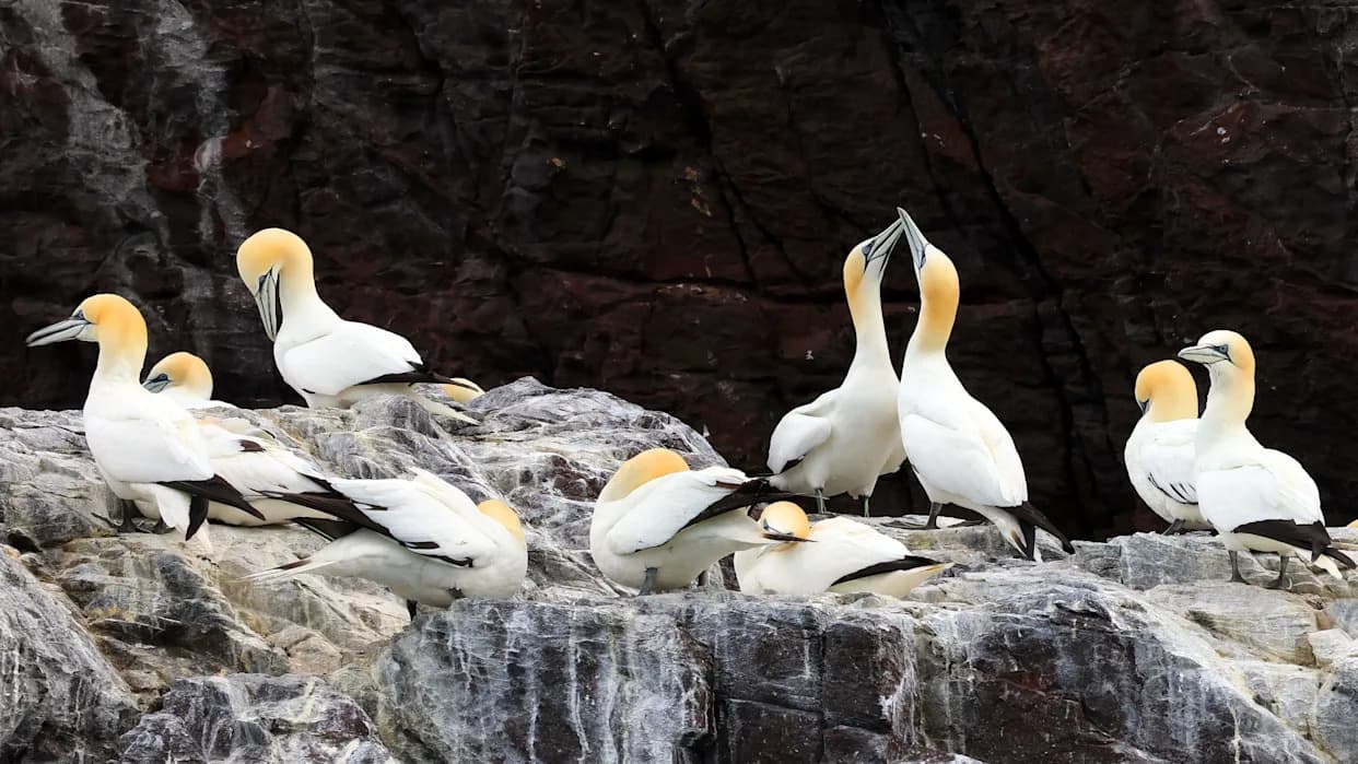 Nearly Two Decades to Recover: Gannet Colonies Devastated by 2022 H5N1 Bird Flu