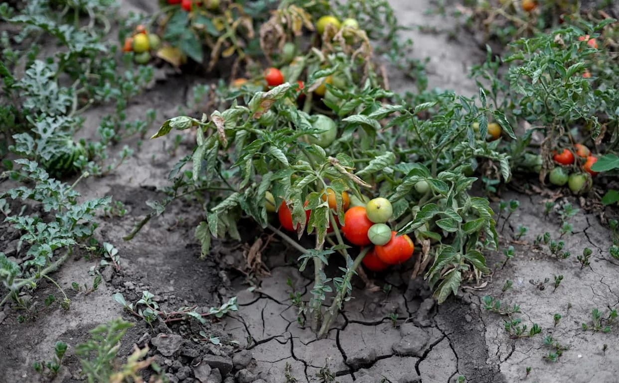 Winter North Atlantic Signals Could Predict Central Europe’s Summer Droughts — New Study