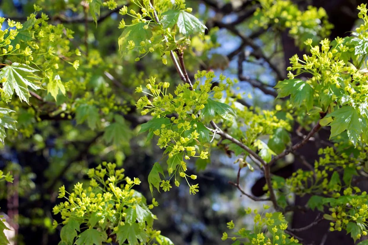 New Jersey Bans Sale of 30 Invasive Landscape Plants — Burning Bush, Norway Maple and More