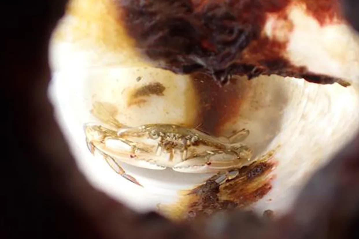 Live Crab Survived About Two Months Trapped Inside Floating Plastic Bottle Off Okinawa