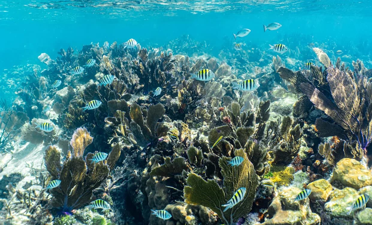 How the Current El Niño Could Shape the Future of Coral Reefs