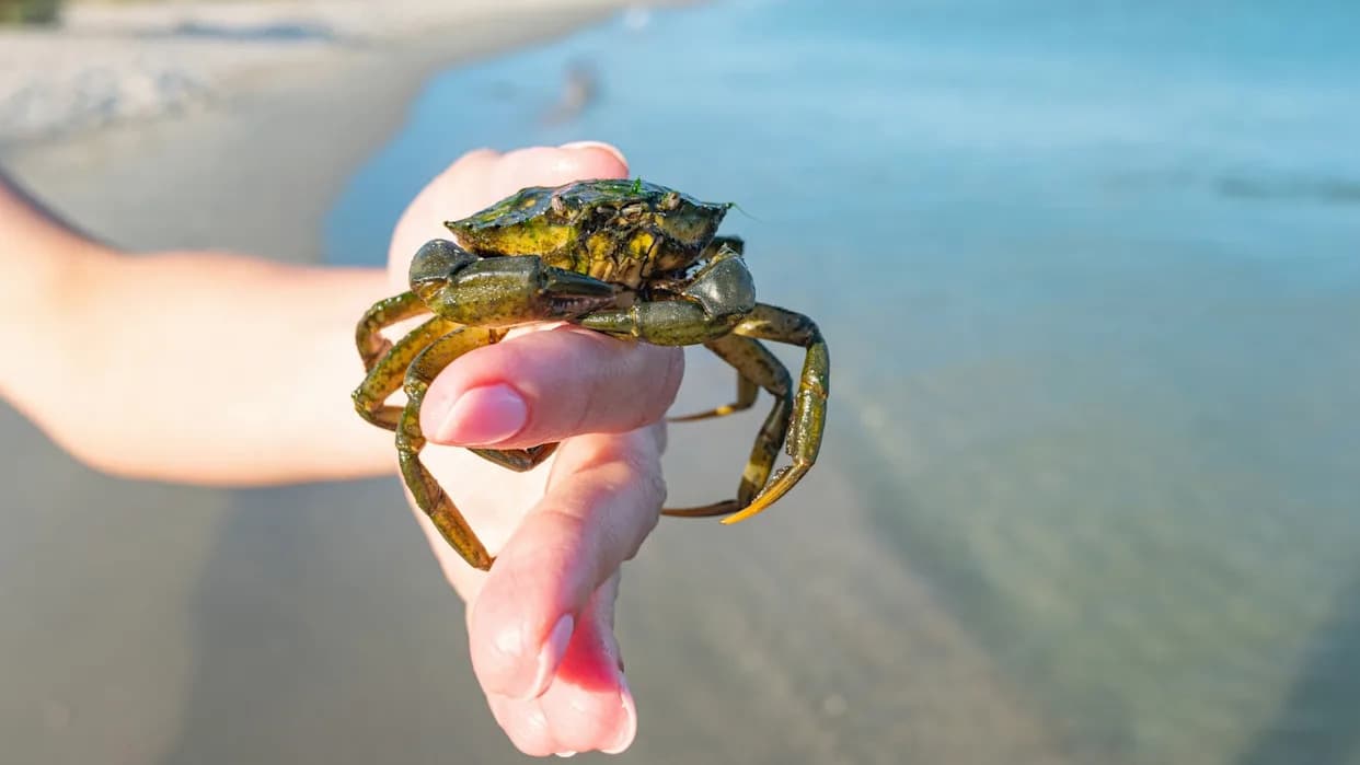 Alaska Warns: Invasive European Green Crabs Push North — Watch For The Distinctive “5-3-5” Shell