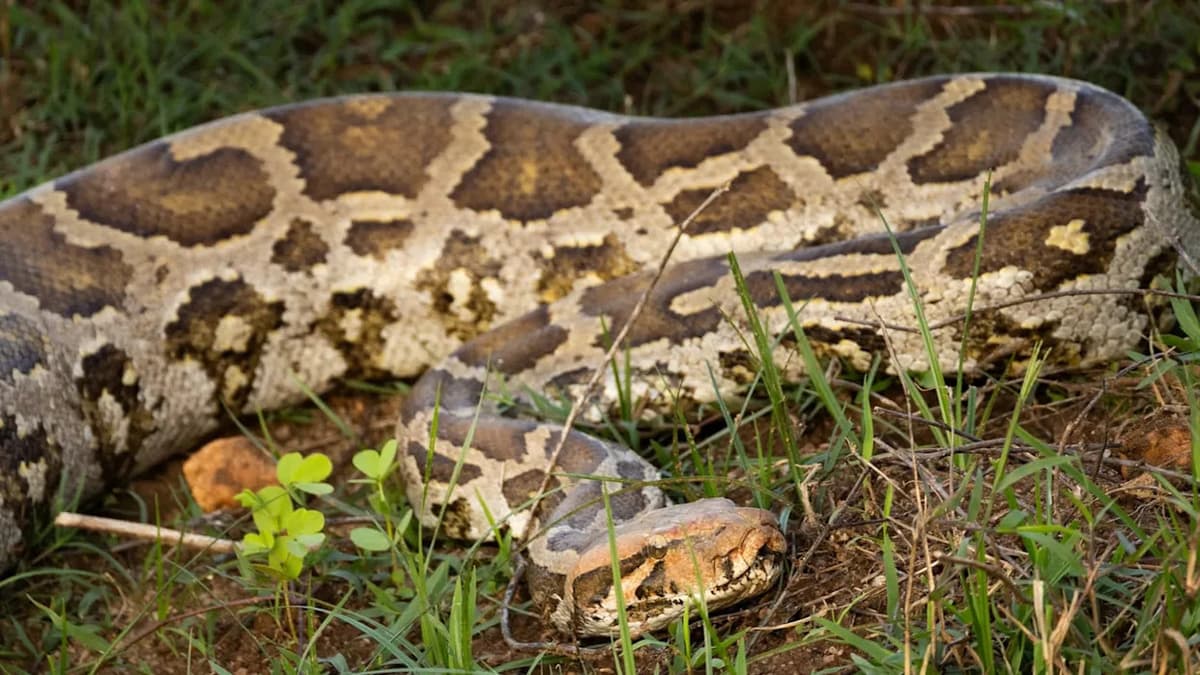 Massive Python Filmed With Bulging Midsection — Farmer Seen Lassoing ...