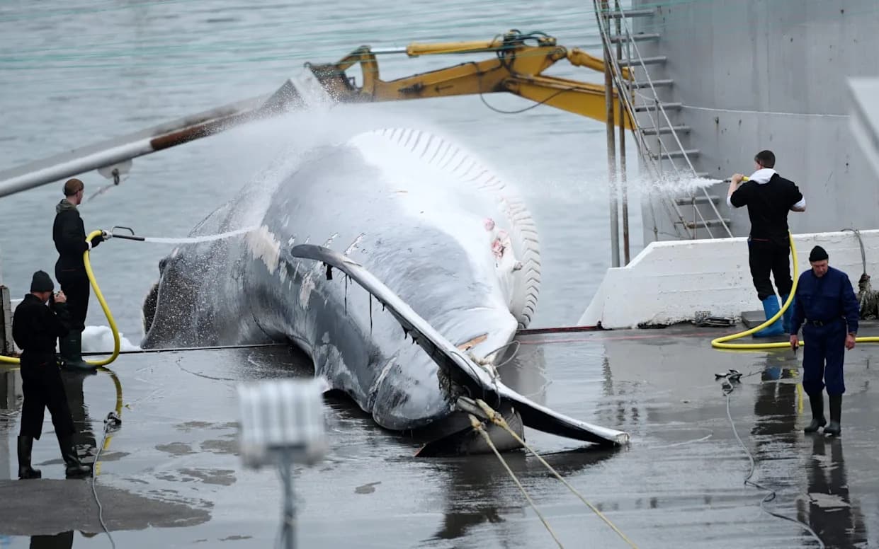 Iceland Referendum Could End Commercial Whaling as EU Talks Loom