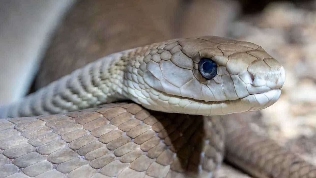 Black Mambas Reveal Urban Pollution — Scales Show Lead, Arsenic And A New Low‑Harm Test