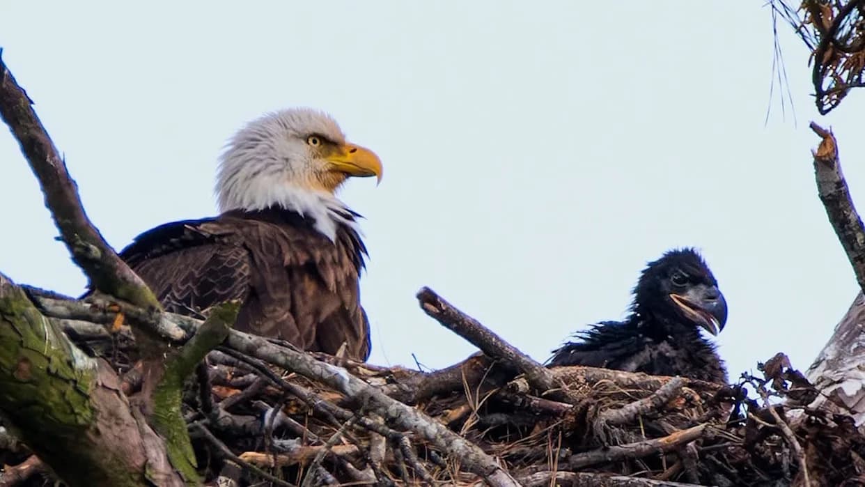 Georgia Bald Eagles Rebound: 101 Successful Nests Produce 170 Fledglings as State Tops 200 Nests