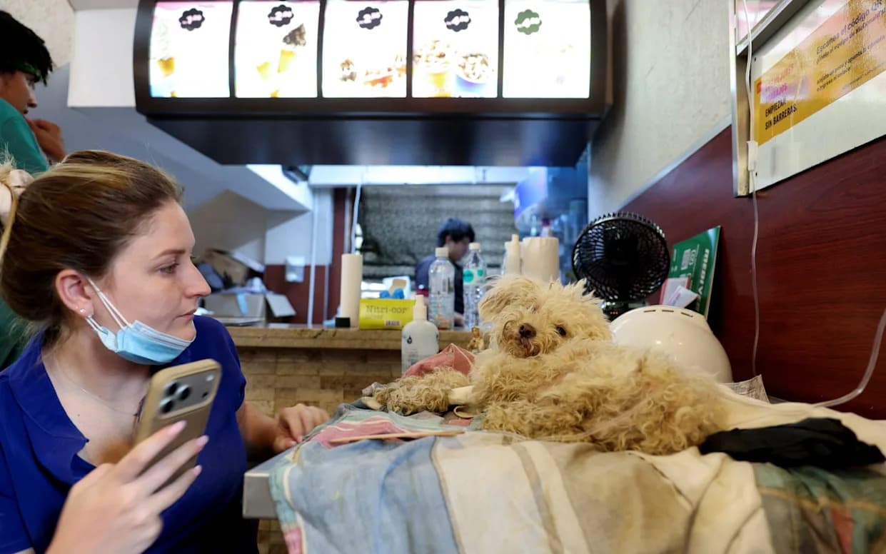 Miracle in the Rubble: Dog 'Buddy' Rescued After Eight Days Following Devastating Venezuela Quakes