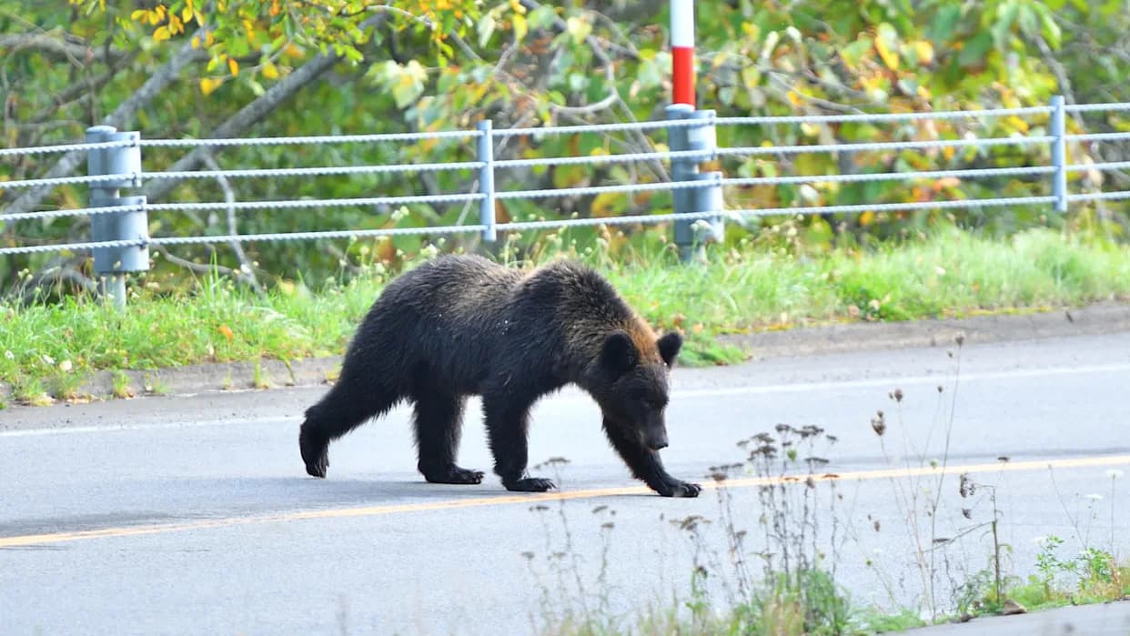 Suspected Fatal Bear Attack Adds To Surge In Japan As Sightings Top 50,000