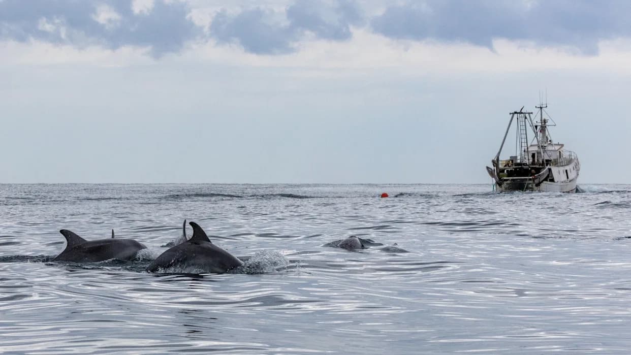 Overfishing Forces Adriatic Bottlenose Dolphins to Rely on Fishing Trawlers