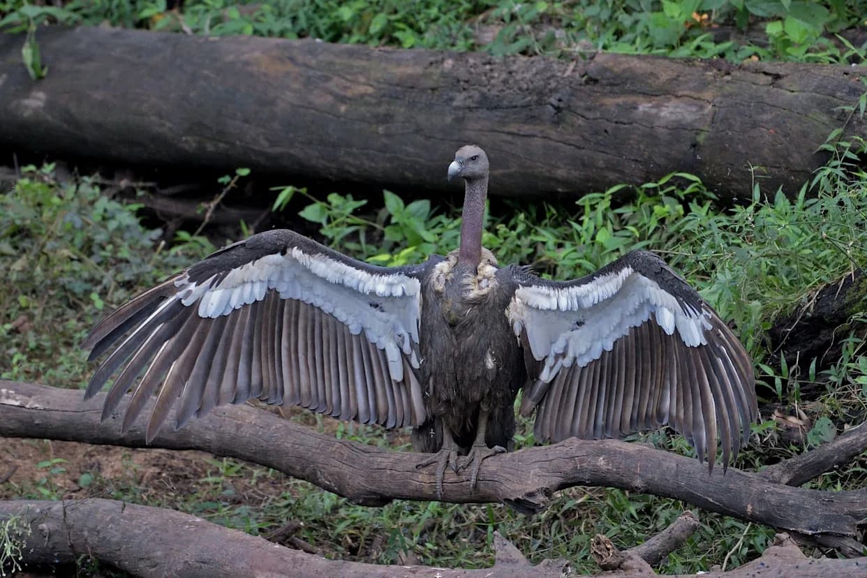 White-Rumped Vulture Returns to Cambodia's Lomphat Sanctuary After 10 Years — A Cautious Win for Conservation