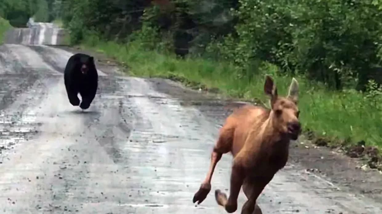 Pickup Truck Blocks Charging Bear, Saves Moose Calf Near Aziscohos Lake