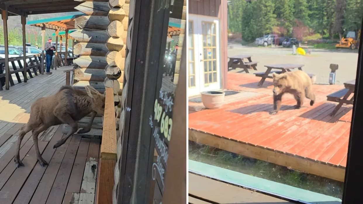 Moose Calf Bolts Across Denali Boardwalk as Grizzly Follows — Tour Guide Issues Urgent Warning