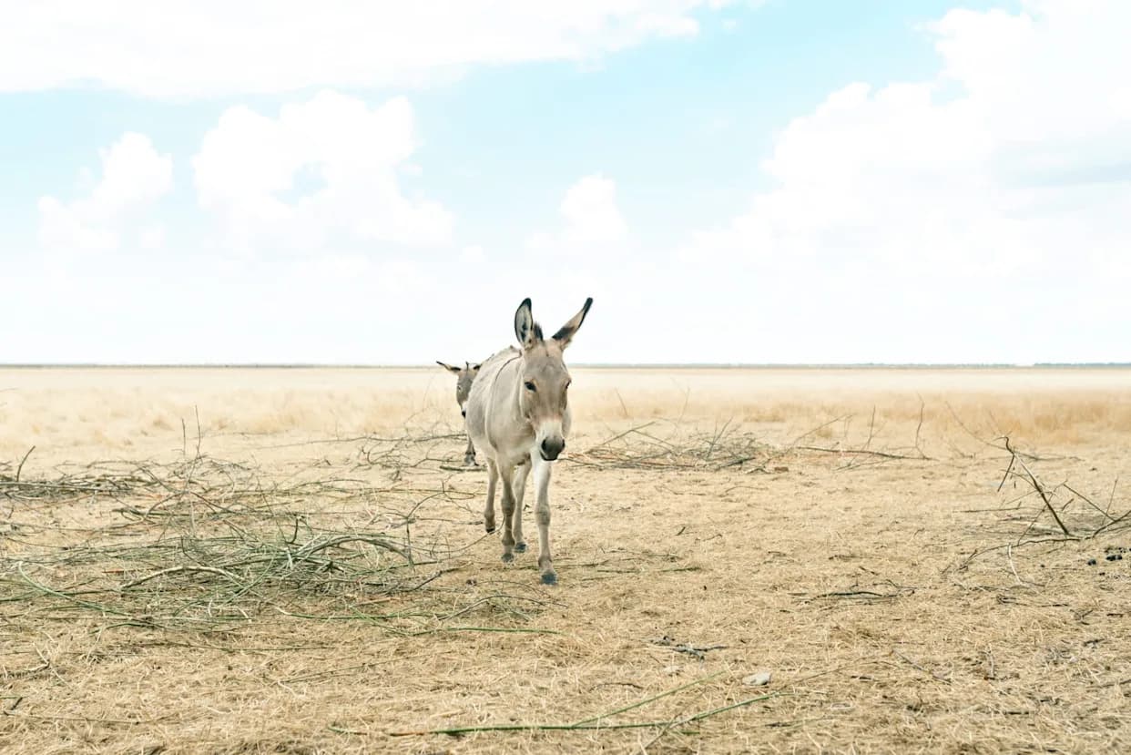 Wild Kulan Foal Marks Turning Point in Ukraine’s Steppe Recovery