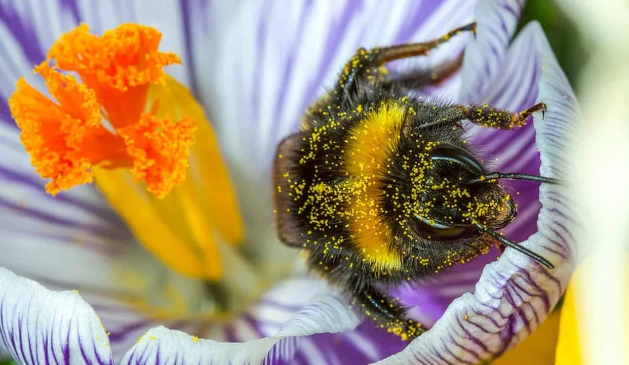 135 Scientists Warn: Europe's Pollinator Crisis Extends Far Beyond Honeybees
