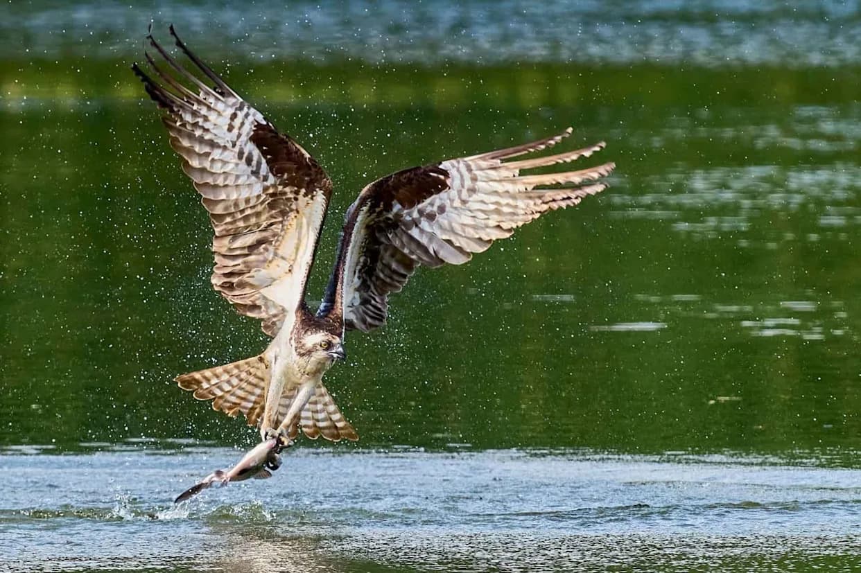 Ohio Rivers Rebound: 71 Fish Species and Decades of Clean Water Progress