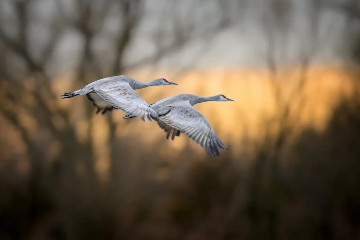Earlier Springs From Climate Change Are Disrupting Bird Migration — And That Threatens Populations