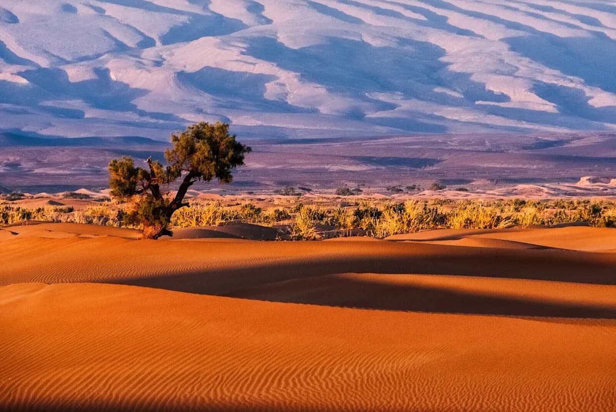 Dozens Of U.S. Cities Could Be Reclassified As Deserts By 2080, Study Finds
