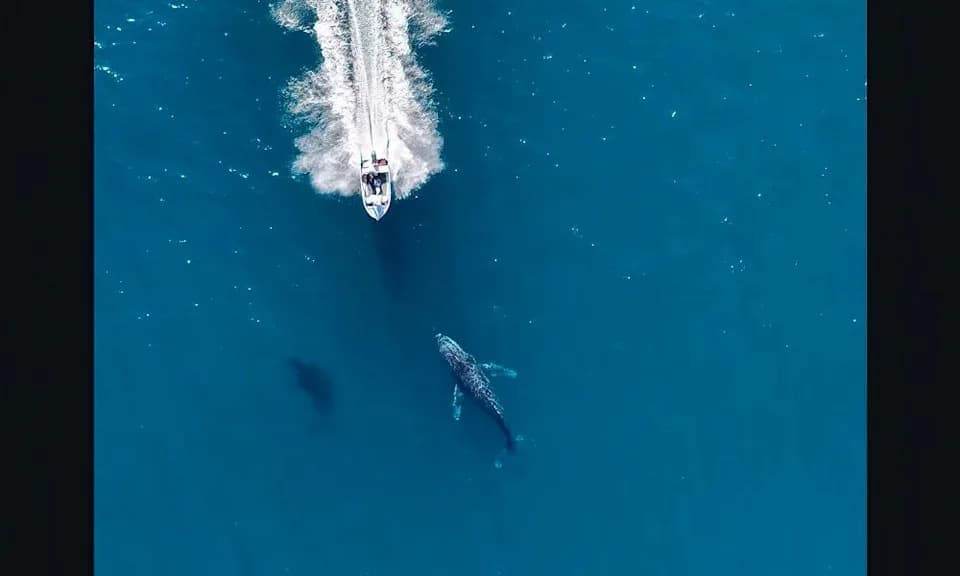 Near-Miss at Ningaloo Reef: Boat Nearly Runs Over Humpback Mother and Calf