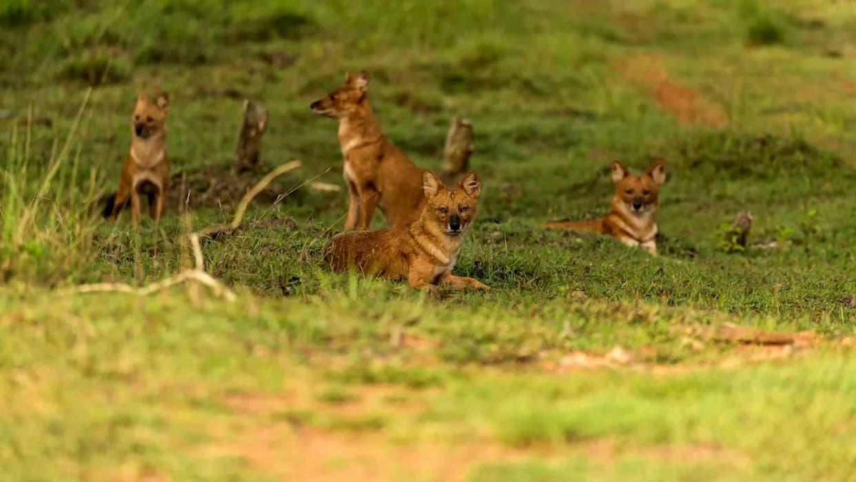 Camera Traps Capture Rare Pack Of Four Dholes In Chhattisgarh Reserve — Conservationists Cheer
