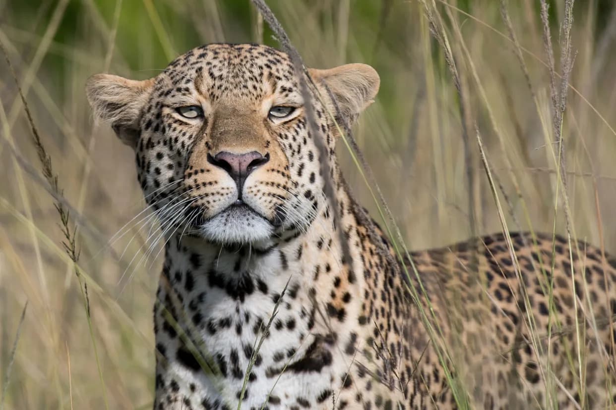 Leopard Density Triples in Benin’s Pendjari Park — A Rare Conservation Win Amid Sahel Insecurity