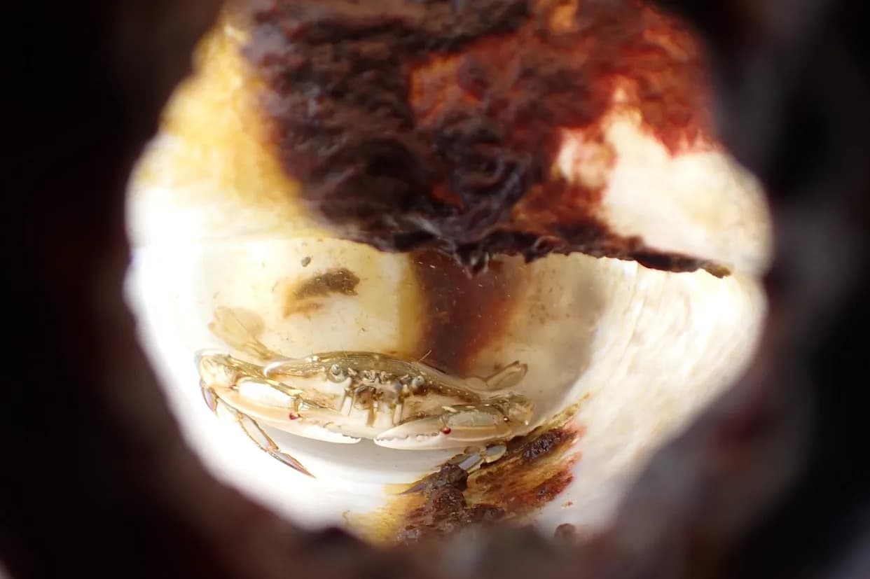 Japan Marine Mystery Solved: Crab Trapped in Plastic Bottle After Outgrowing Its Exit