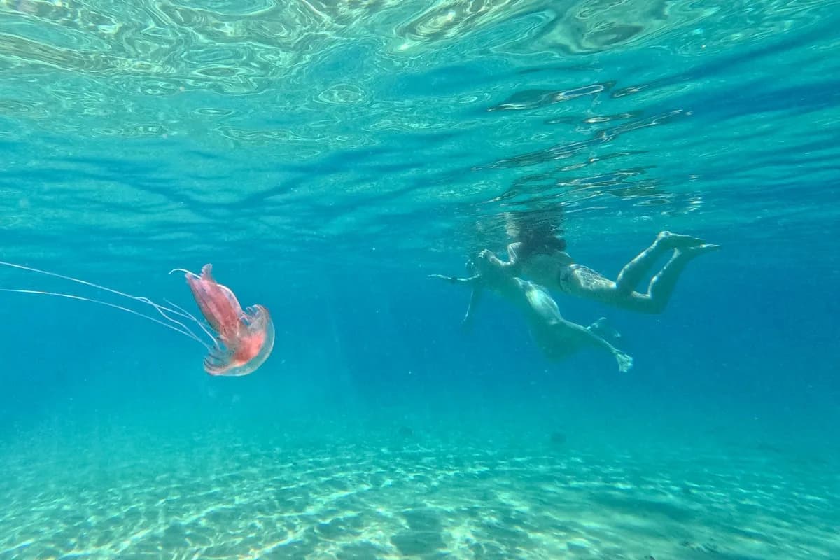 Warming Seas Drive Giant Nomura’s Jellyfish and Sharks Closer to South Korea’s Shores
