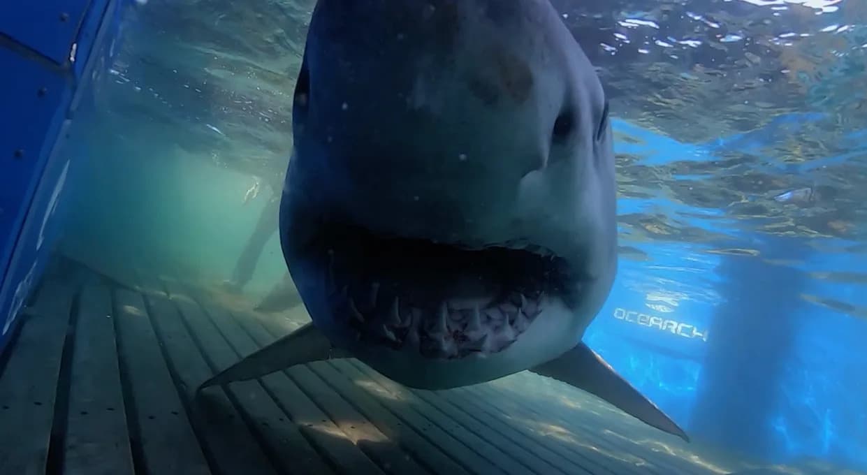 ‘Most-Followed’ Great White Breton Pings Near South Carolina as Tag Outlives Expectations