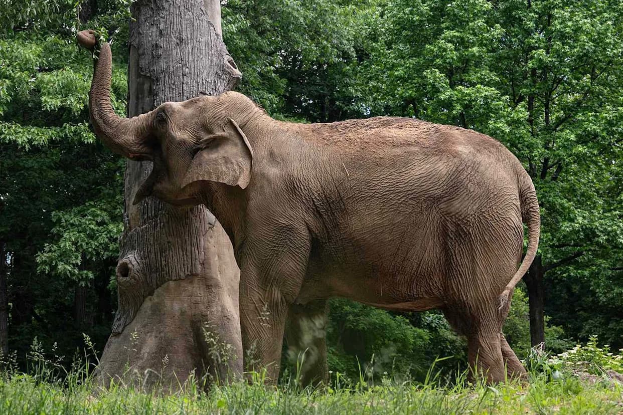 Bronx Zoo Weighs Moving Patty, Its Last Elephant, To Tennessee Sanctuary After Happy’s Death