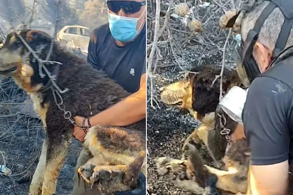 Brave Officers Rush Into Flames to Rescue Dog Trapped in Wildfire Near Thessaloniki