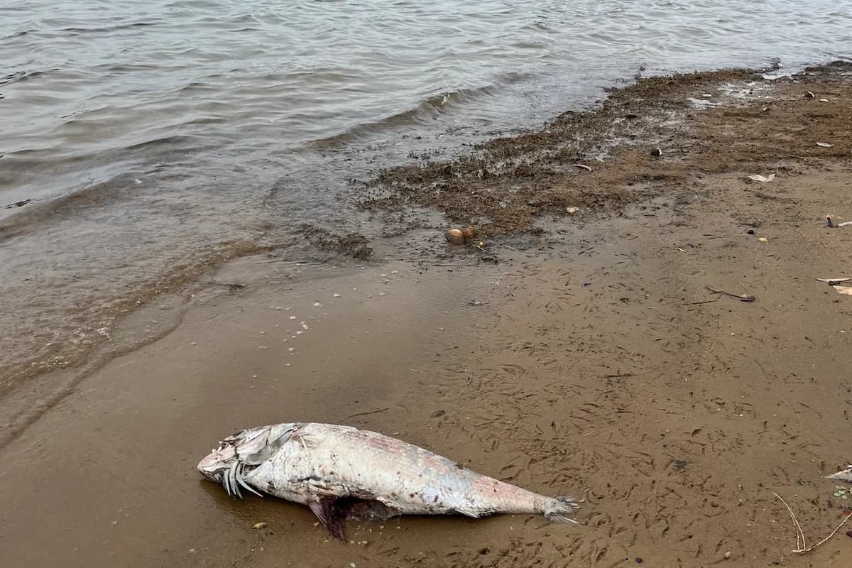 ‘World’s Most Toxic’ Algae Linked to Massive Marine Die-Off in South Australia