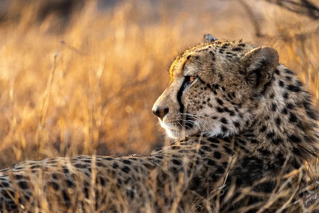 53 Hours: Inside the Largest Cheetah Relocation Ever Attempted