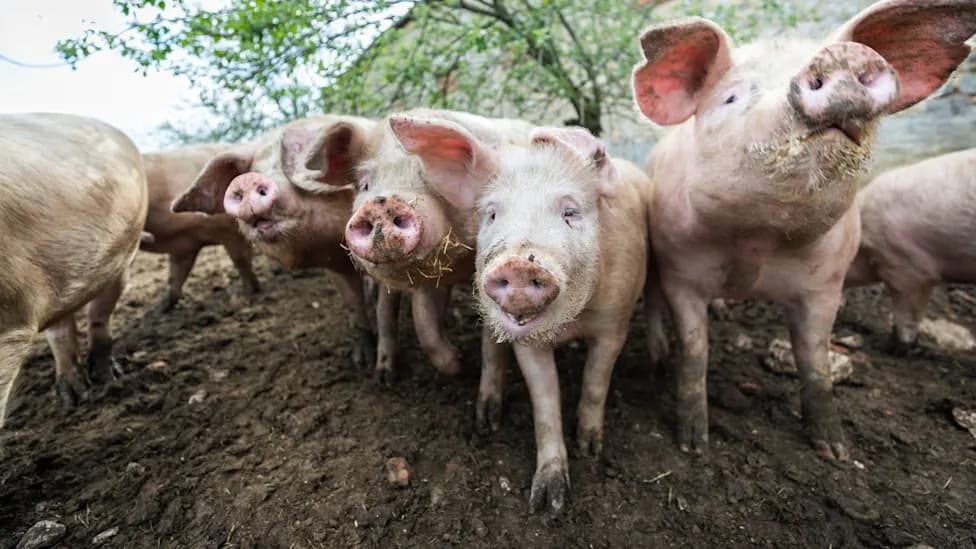 Pennsylvania Woman Charged After About 50 Pigs Found in Rat-Infested Home
