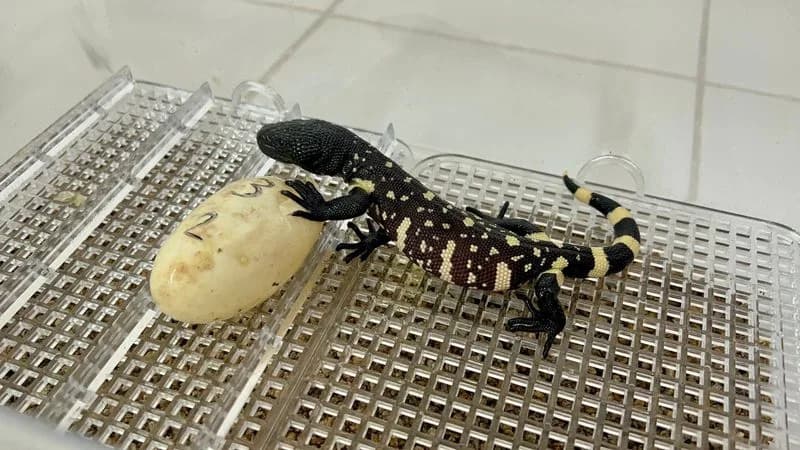 Guatemala Zoo Breeds Rare “Niño Dormido” Lizards to Rebuild Wild Populations