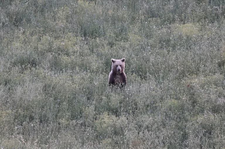 Bears on the Rise in Northern Greece: Towns and Farmers Clash With Rebounding Population