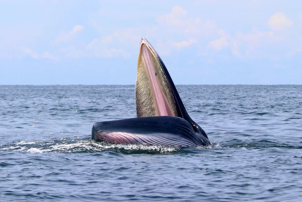 While Filming Sharks, Nat Geo Explorer Captures Rare Close-Up of Feeding Bryde's Whale
