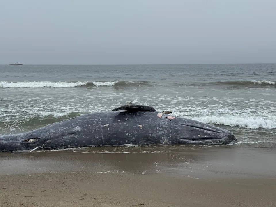 Catastrophic Gray Whale Die-Off: 145 Strandings This Year Point to Wider Pacific Crisis